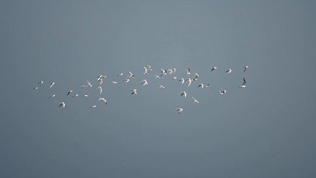 Forster's Tern - ML626168667