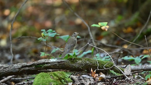 Gray-cheeked Thrush - ML626168692