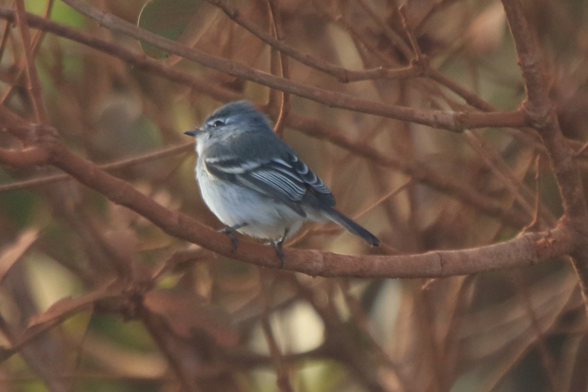 White-crested Tyrannulet (White-bellied) - ML62616871