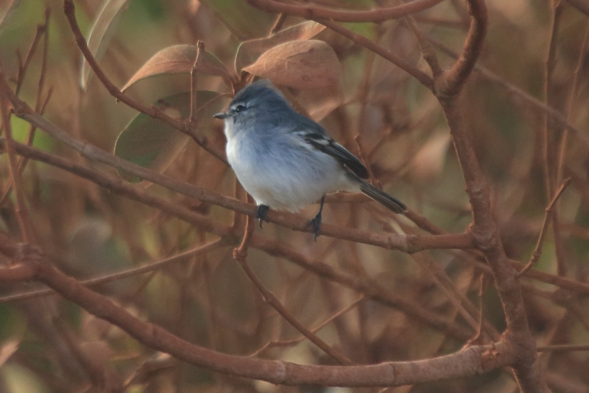 White-crested Tyrannulet (White-bellied) - ML62616881