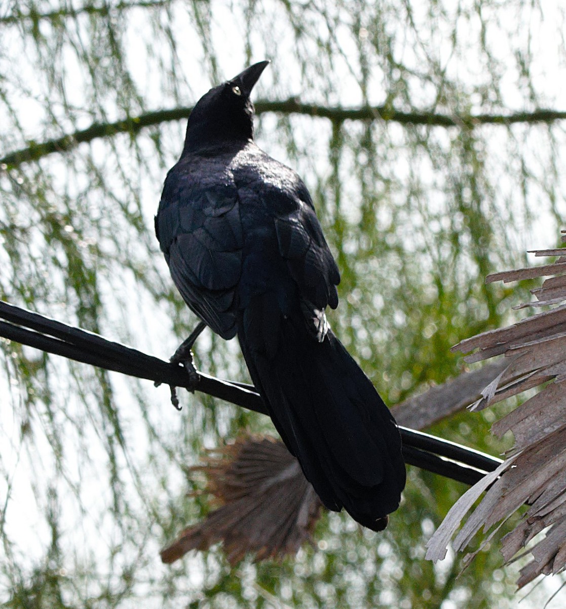 Great-tailed Grackle - ML626168895