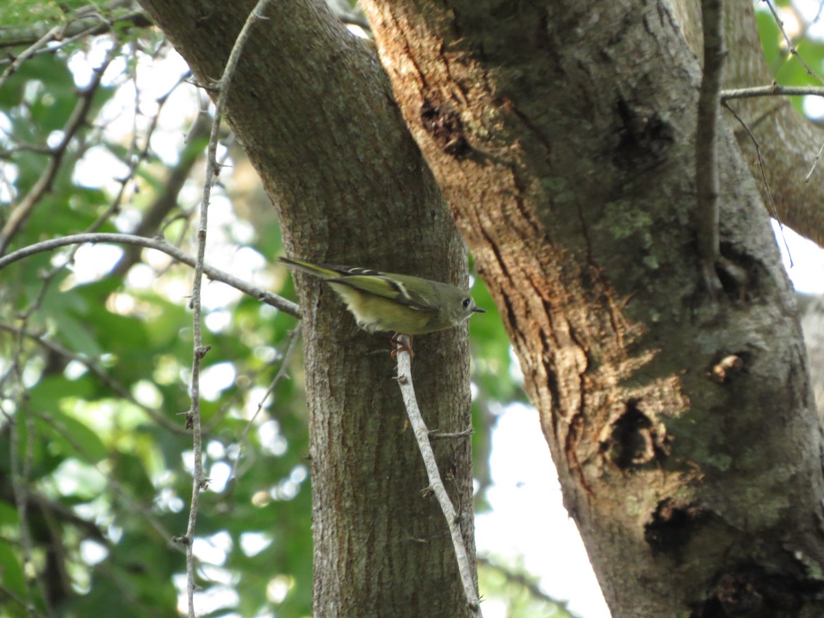 Ruby-crowned Kinglet - ML626169040