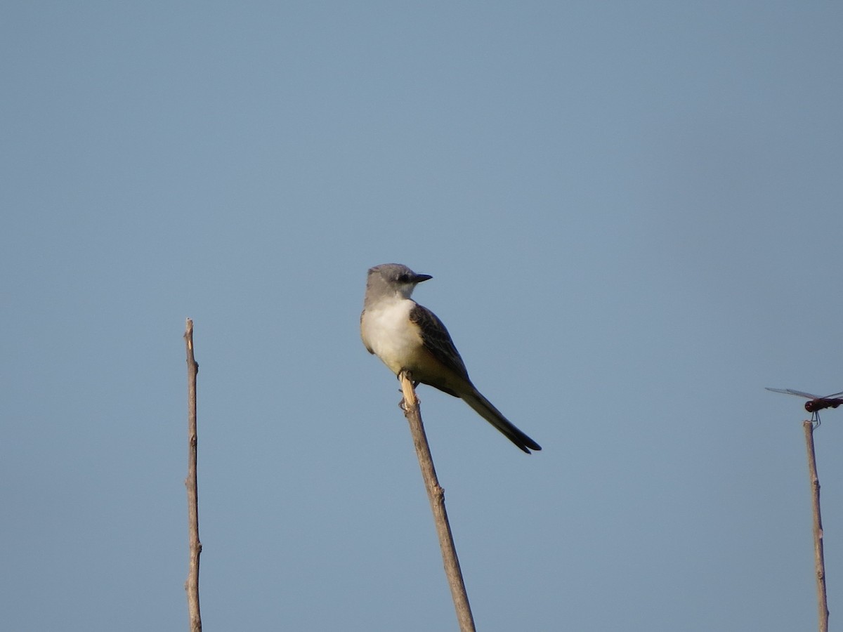 Scissor-tailed Flycatcher - ML626169059