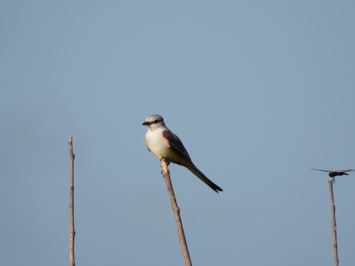 Scissor-tailed Flycatcher - ML626169060