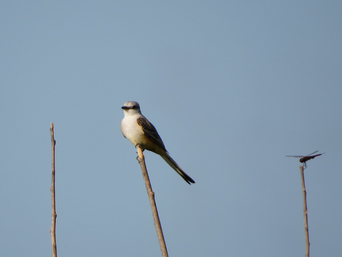 Scissor-tailed Flycatcher - ML626169061