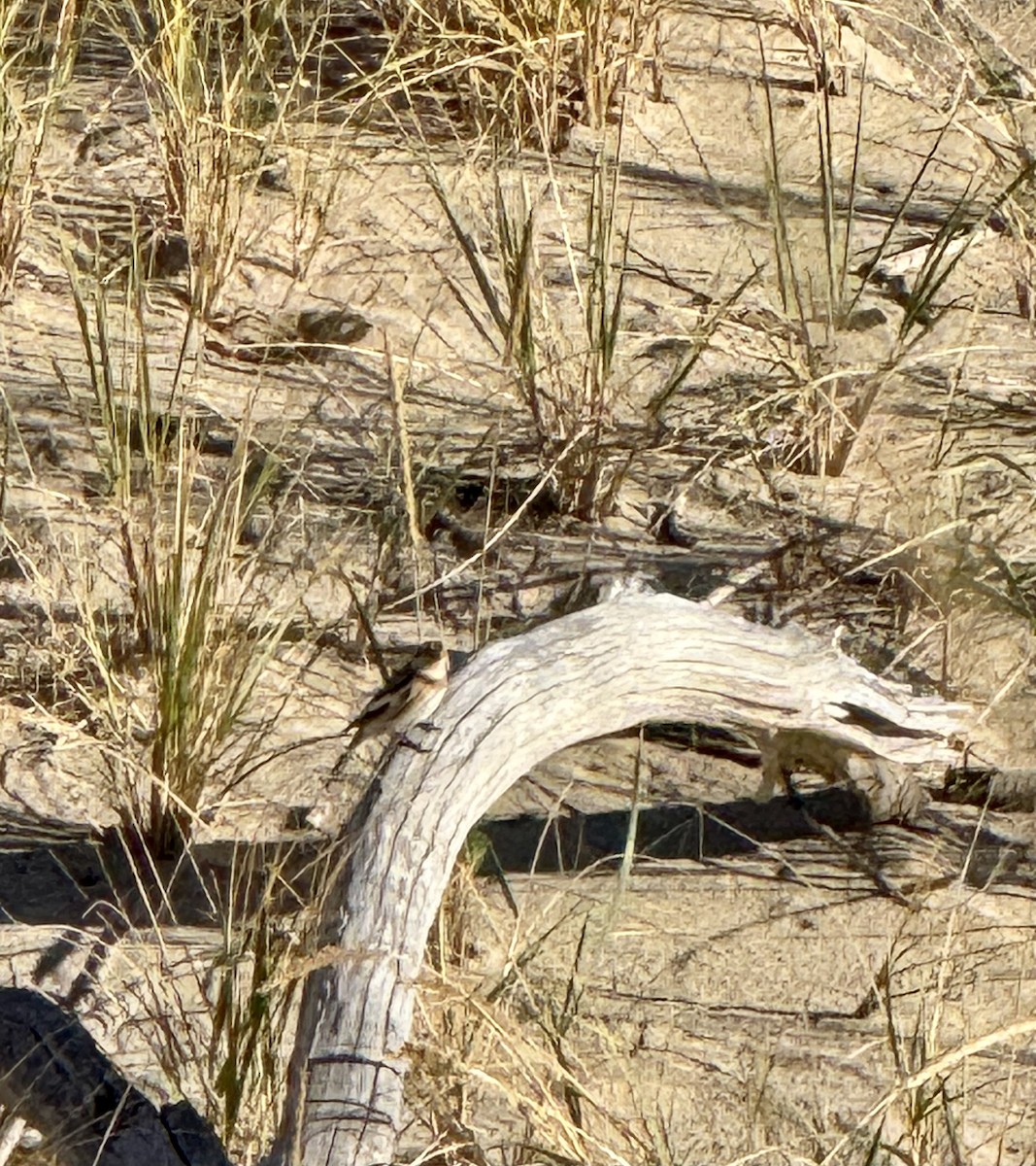 Цасч хөмрөг - ML626169120