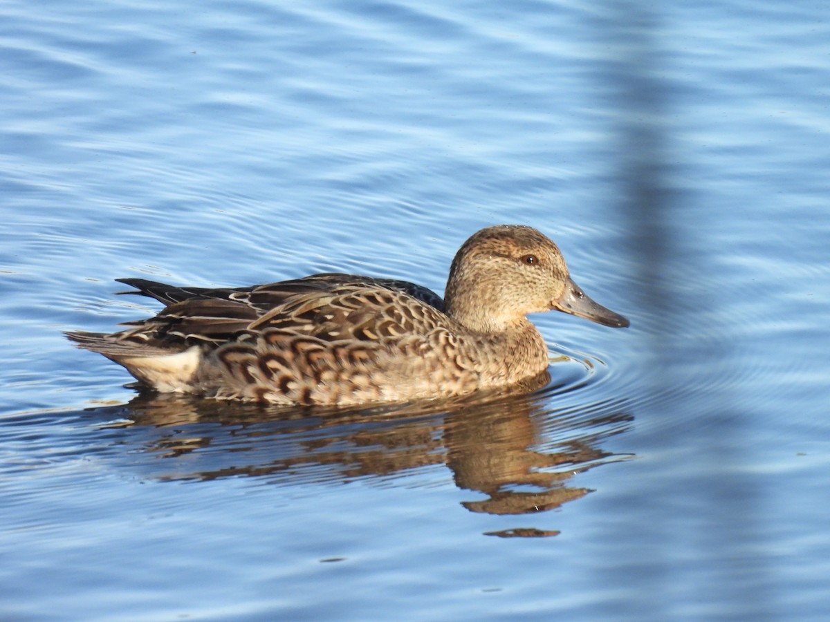 Green-winged Teal - ML626169154
