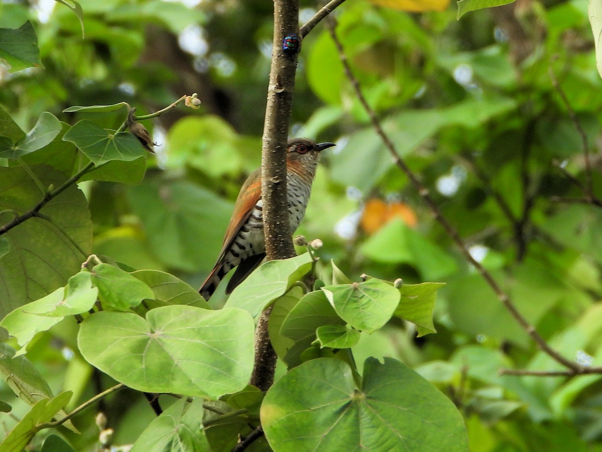 Little Bronze-Cuckoo (Gould's) - ML626169490