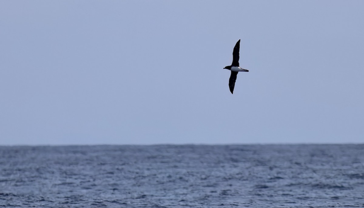 Tahiti Petrel - ML626169491