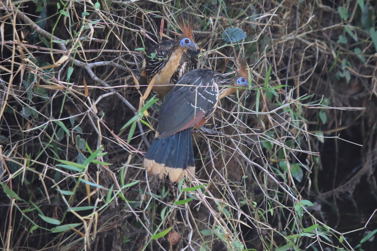 Hoatzin - ML62616971