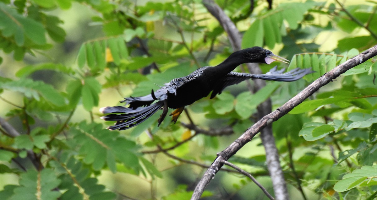 Anhinga Americana - ML62617001