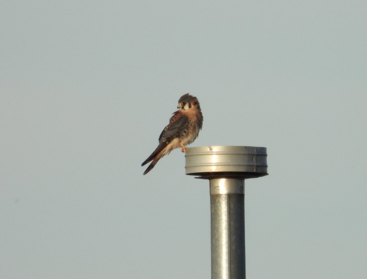 American Kestrel - ML626170062
