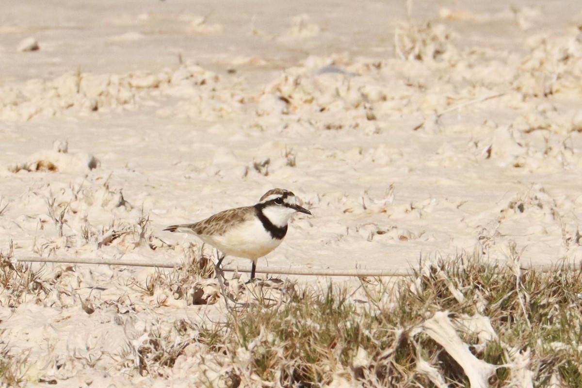 Madagascar Plover - ML626170081