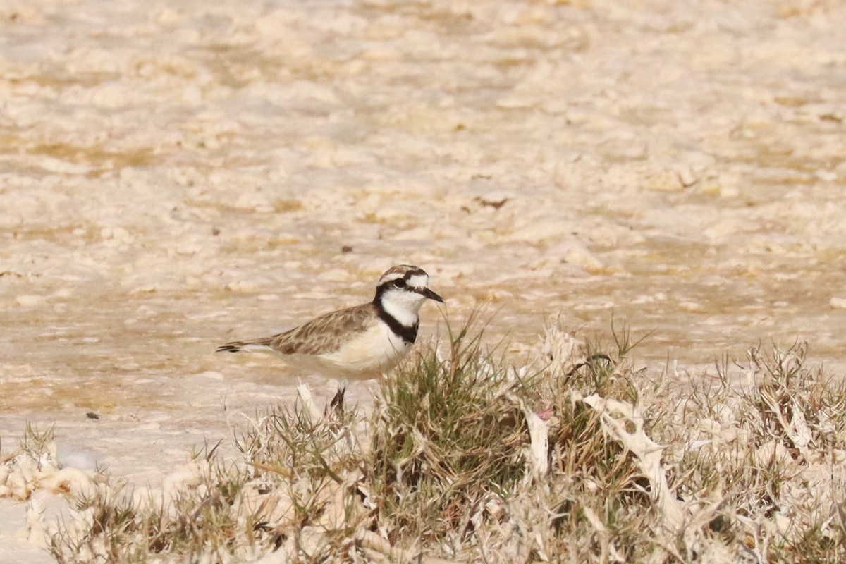 Madagascar Plover - ML626170083