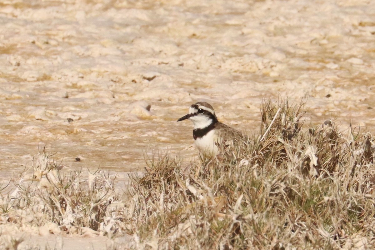 Madagascar Plover - ML626170084