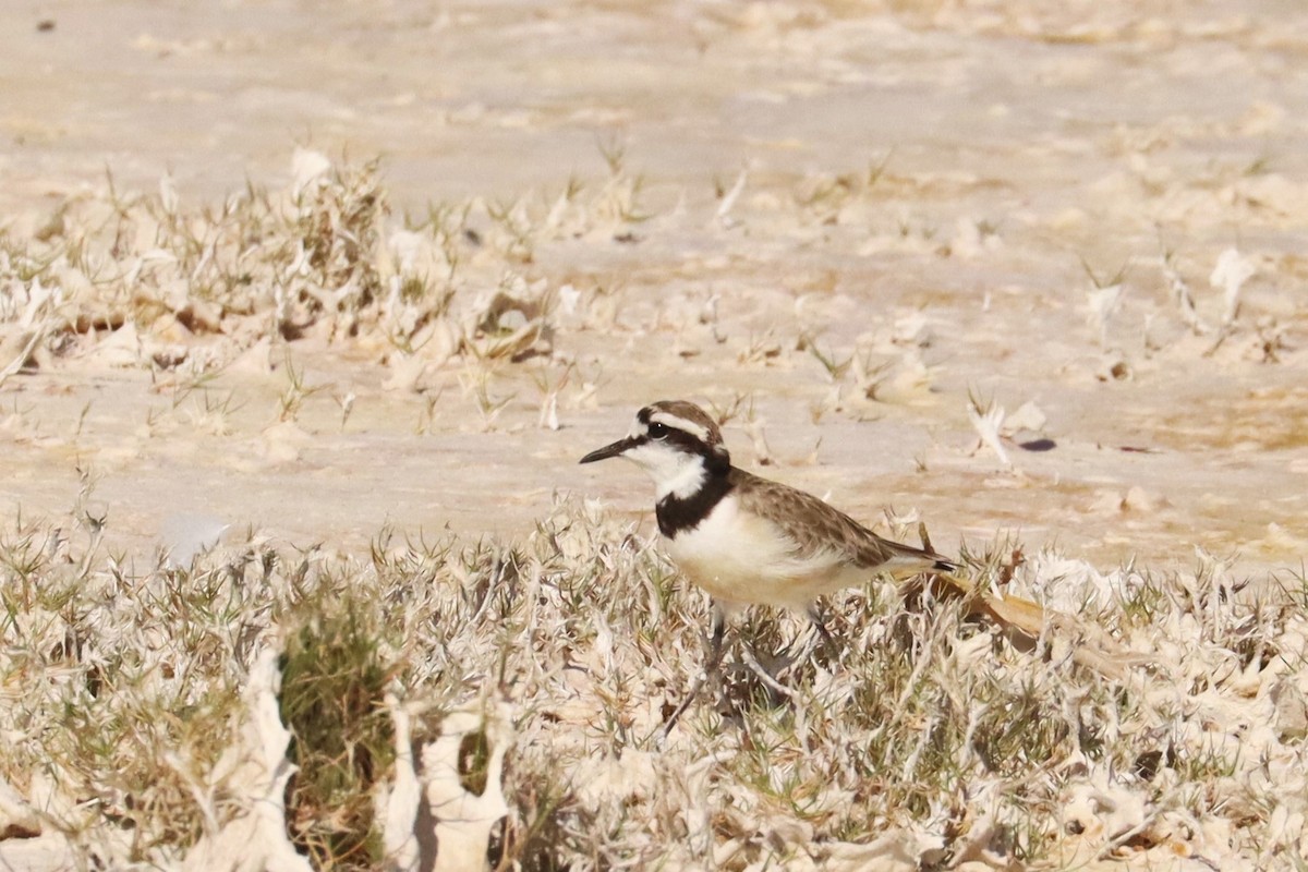 Madagascar Plover - ML626170085