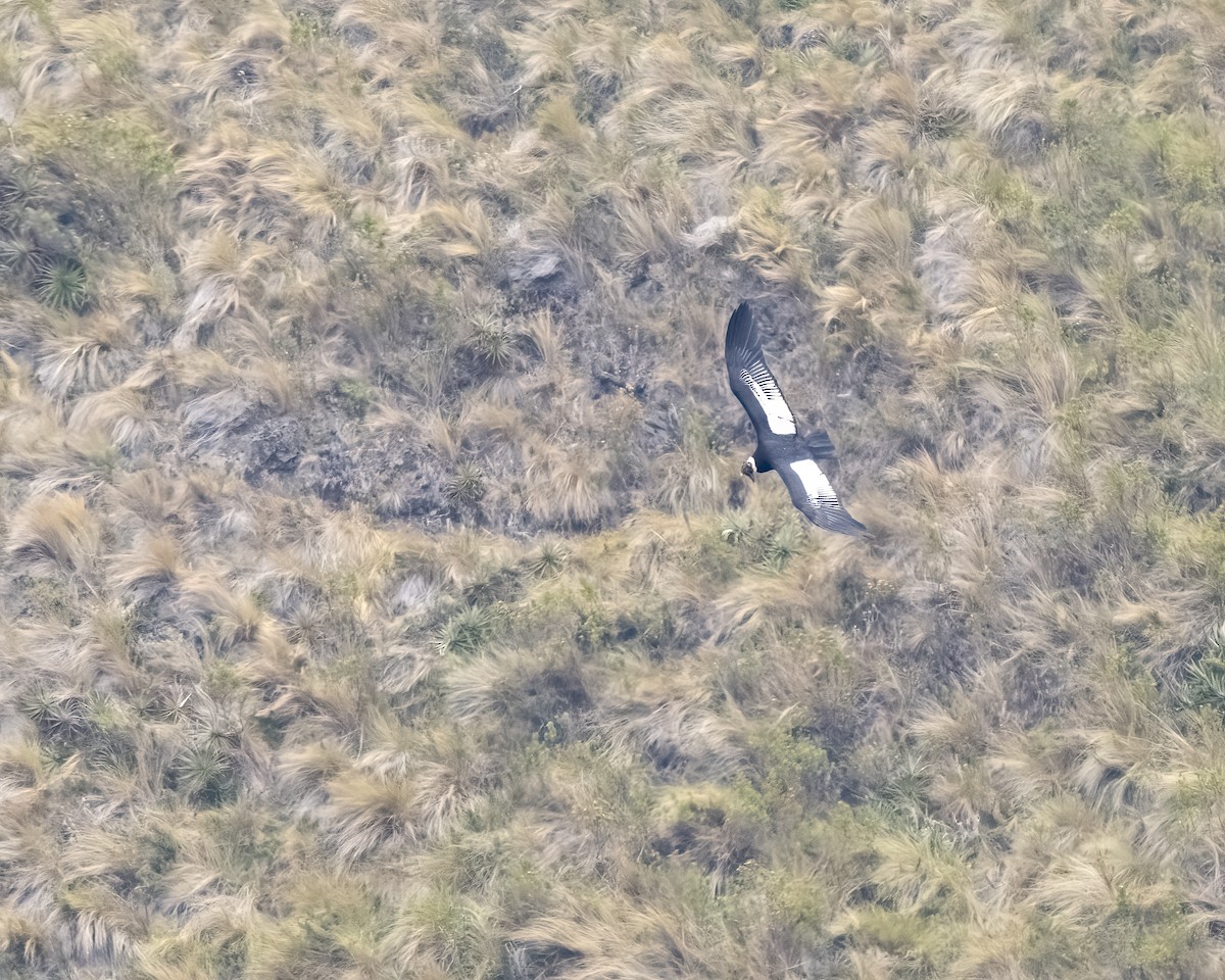 Andean Condor - ML626170088