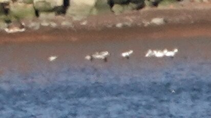Bufflehead - ML626170486