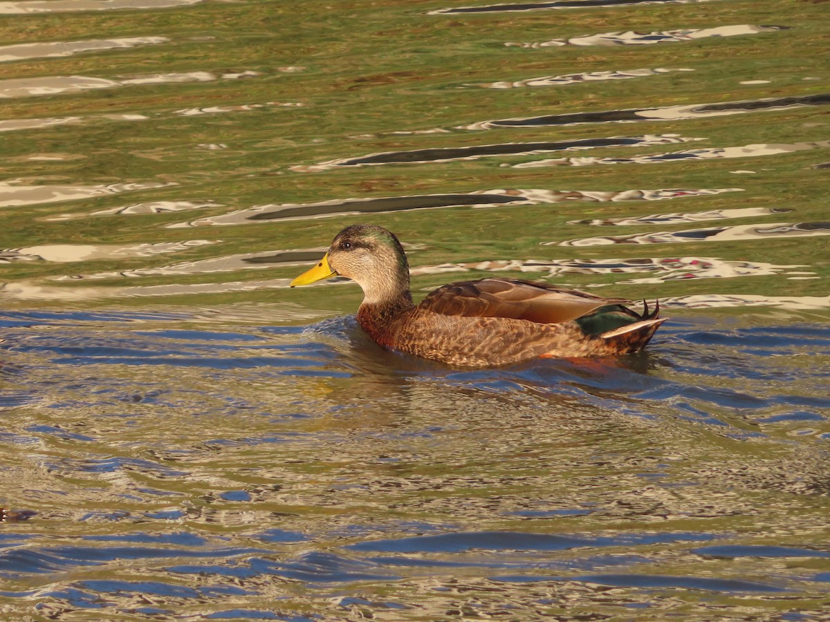 Mallard x American Black Duck (hybrid) - ML626170490