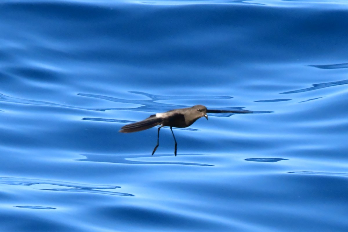 Wilson's Storm-Petrel - ML626170520