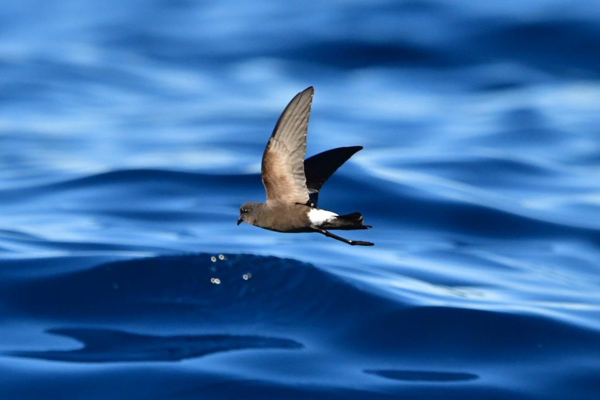 Wilson's Storm-Petrel - ML626170536