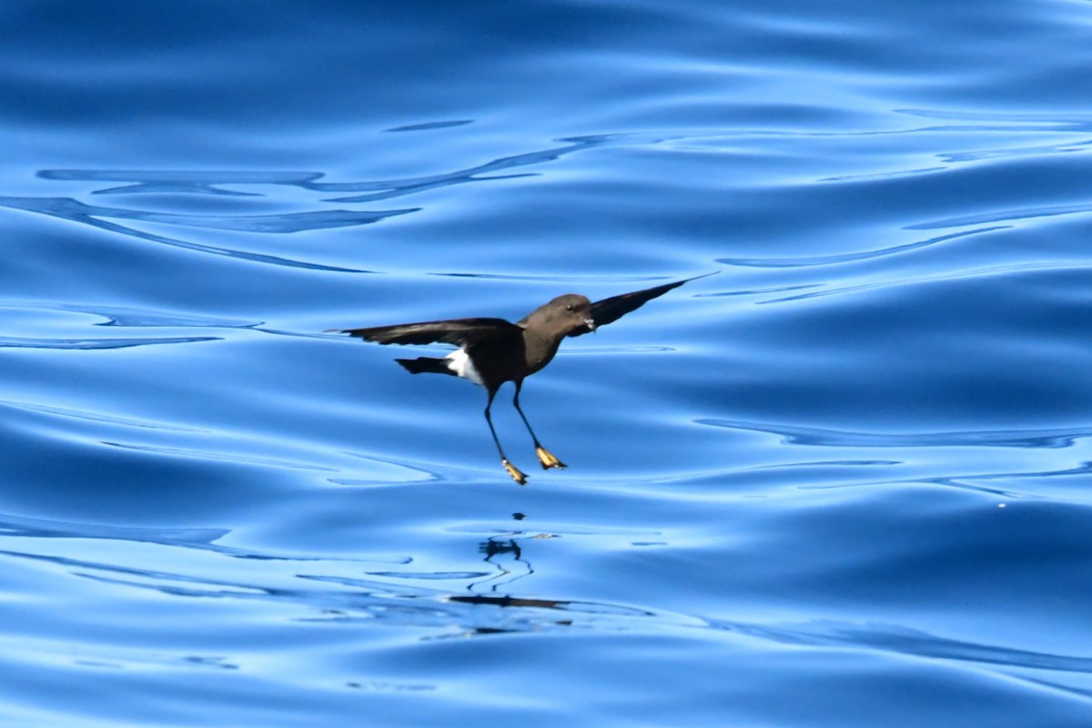 Wilson's Storm-Petrel - ML626170539