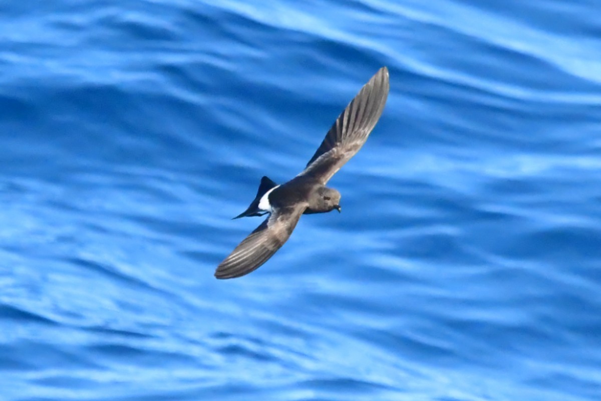 Wilson's Storm-Petrel - ML626170544