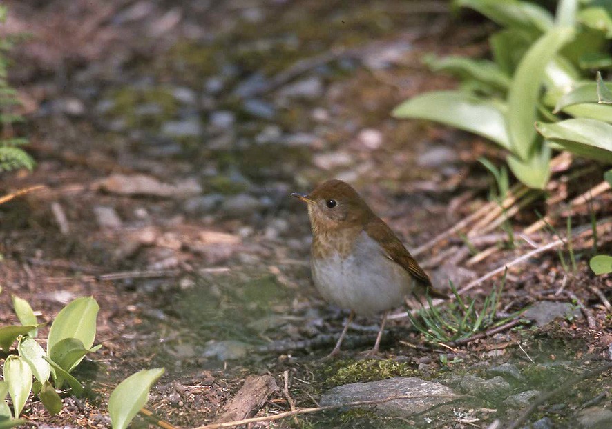 Veery - ML626170551