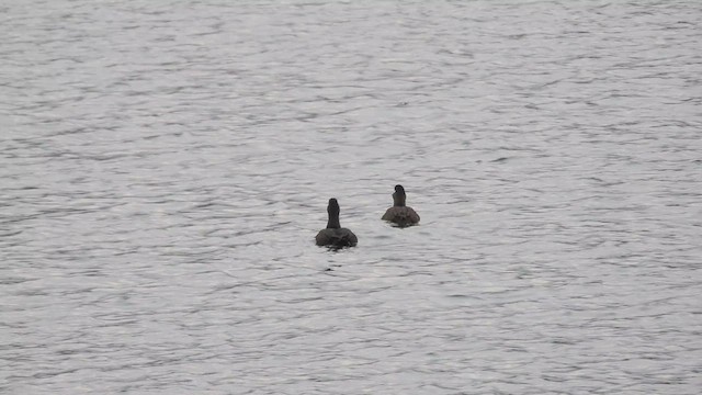 Macreuse brune - ML626170655