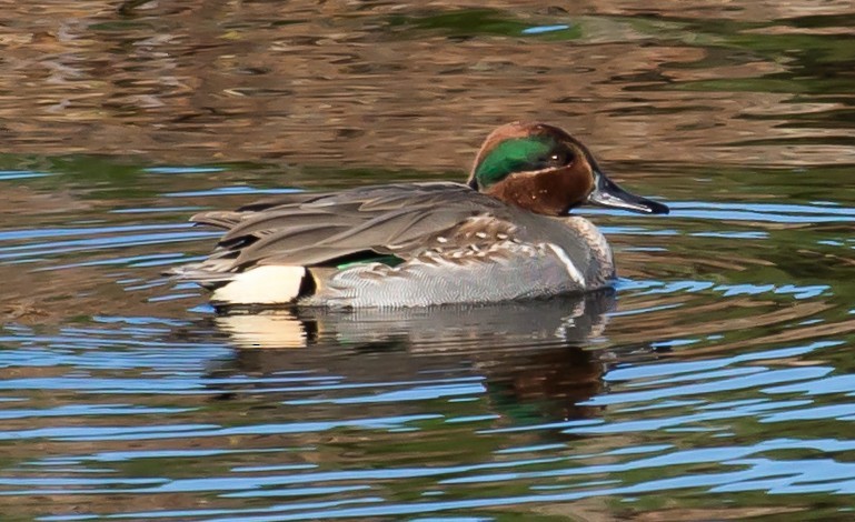 小水鴨(carolinensis) - ML62617071