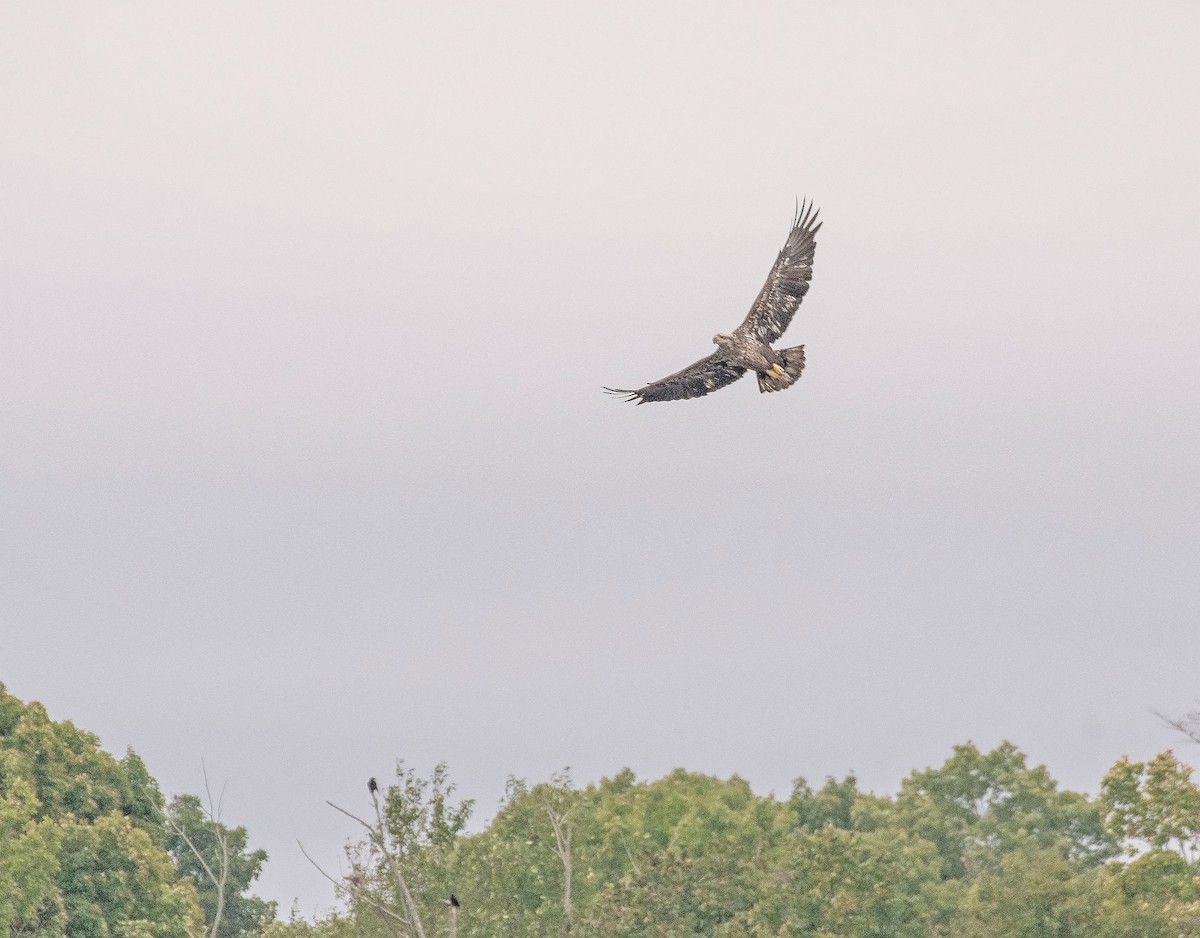 Bald Eagle - ML626170875