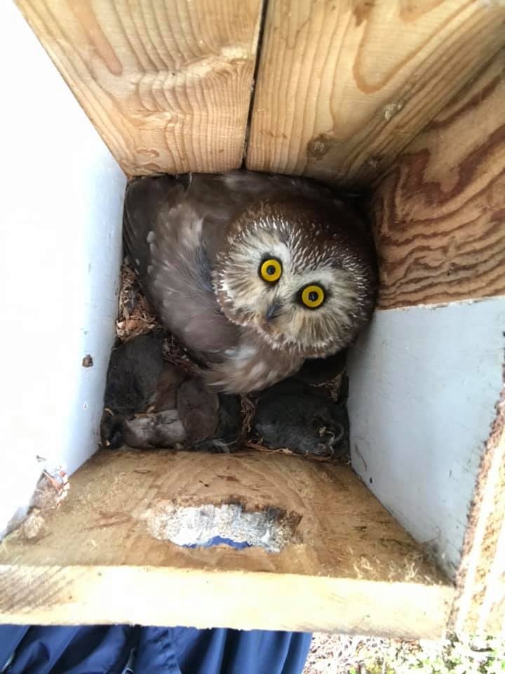 Northern Saw-whet Owl - ML626170893