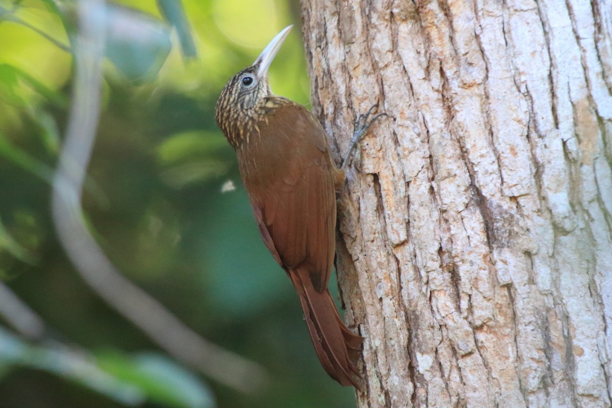 Buff-throated Woodcreeper (Lafresnaye's) - ML62617091