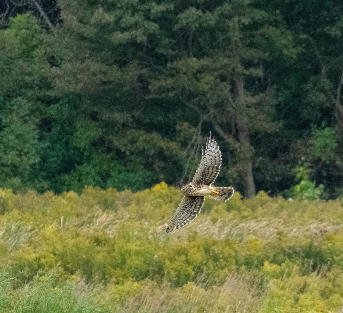 Cooper's Hawk - ML626170910