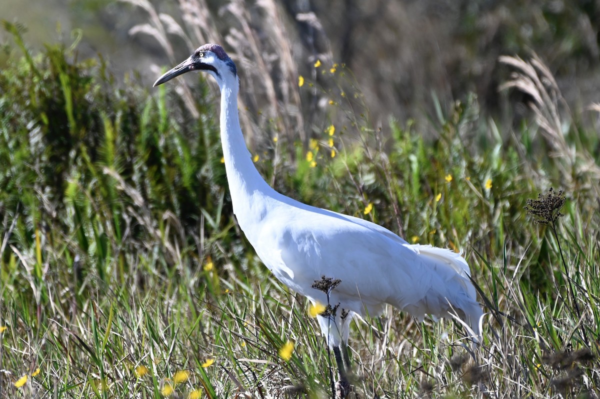 eBird Checklist - 12 Nov 2024 - 34772, Saint Cloud US-FL 28.18410, -81. ...
