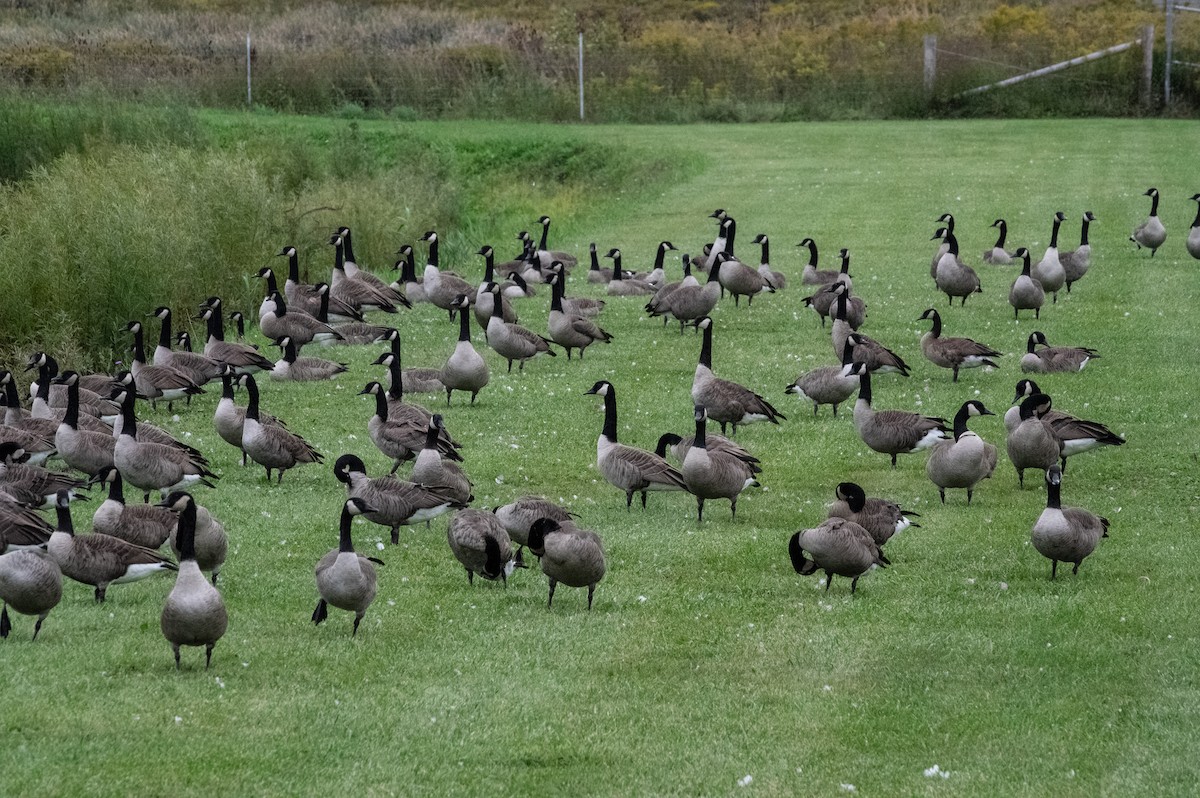 Canada Goose - ML626171068