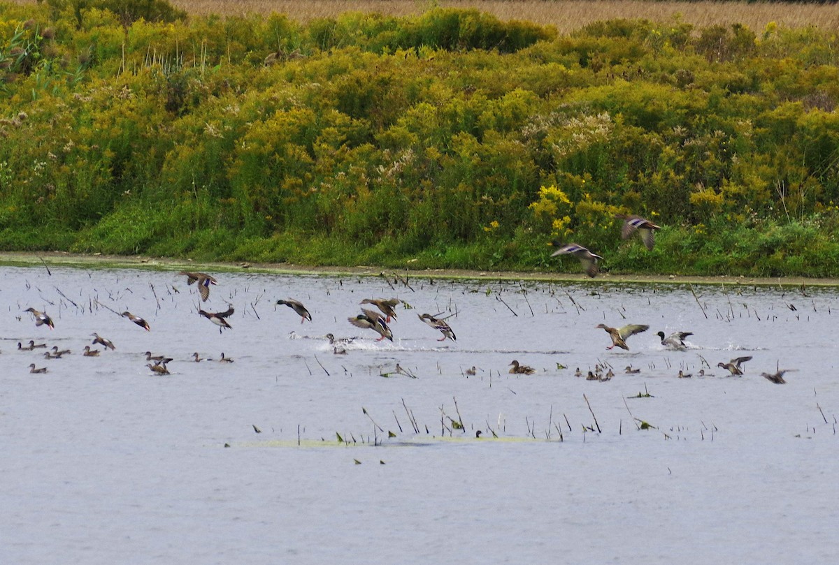 Mallard - ML626171077