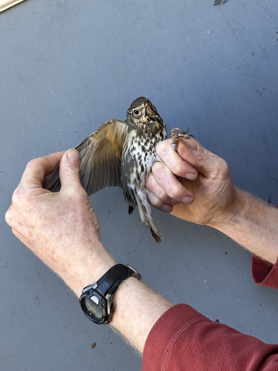 Song Thrush - ML626171108