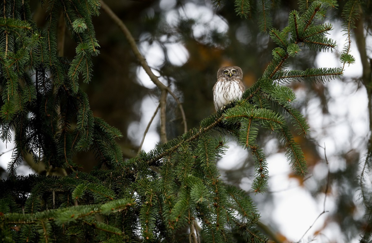 Eurasian Pygmy-Owl - ML626171200