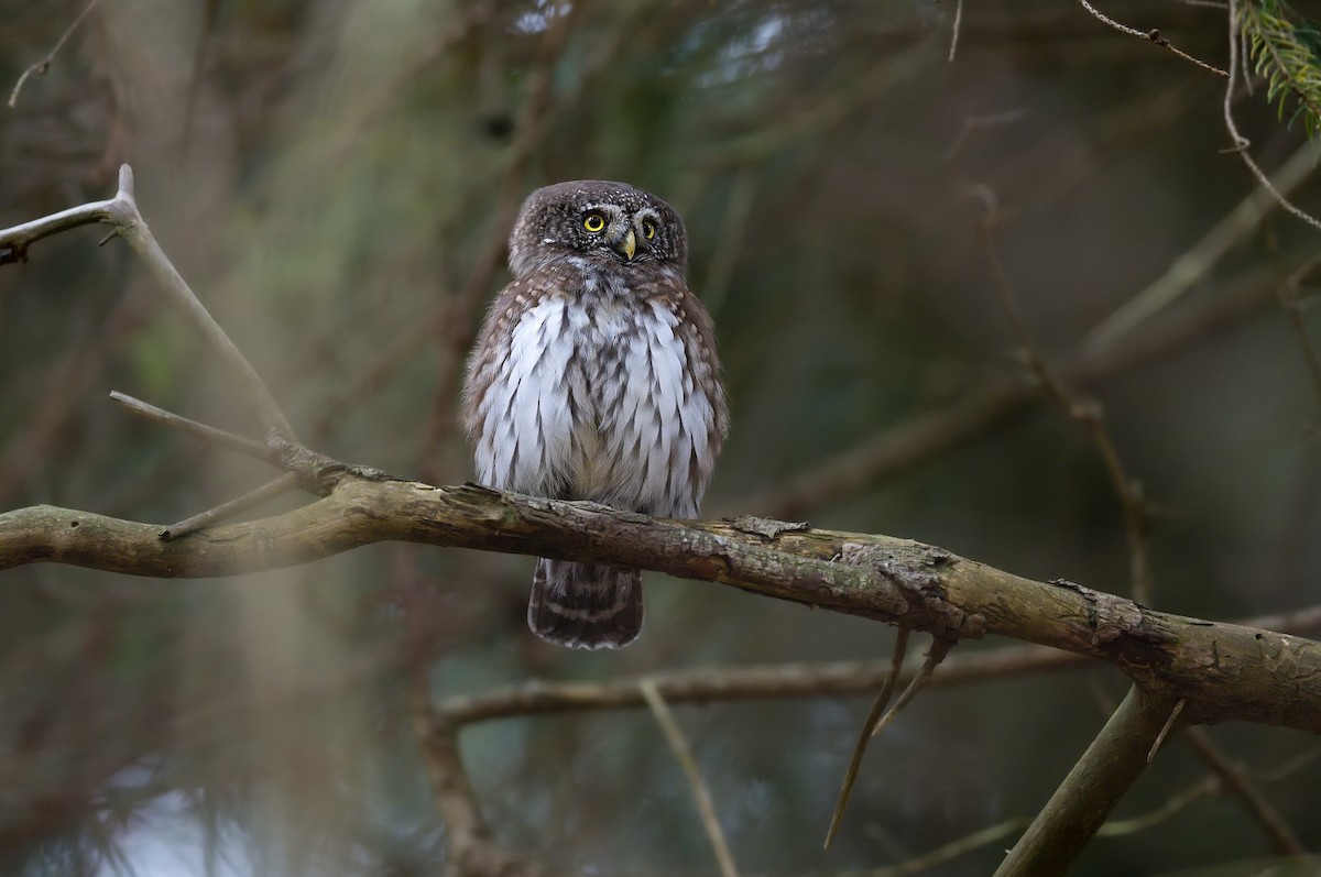 Eurasian Pygmy-Owl - ML626171201