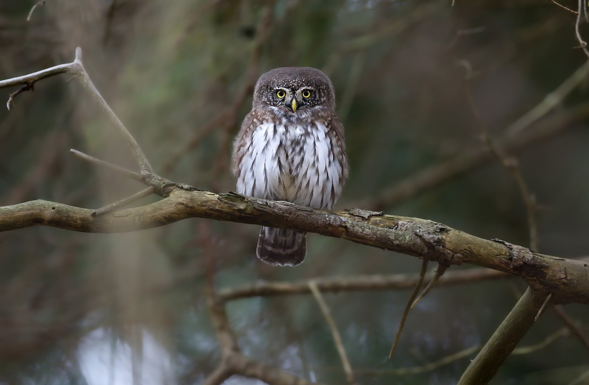 Eurasian Pygmy-Owl - ML626171203