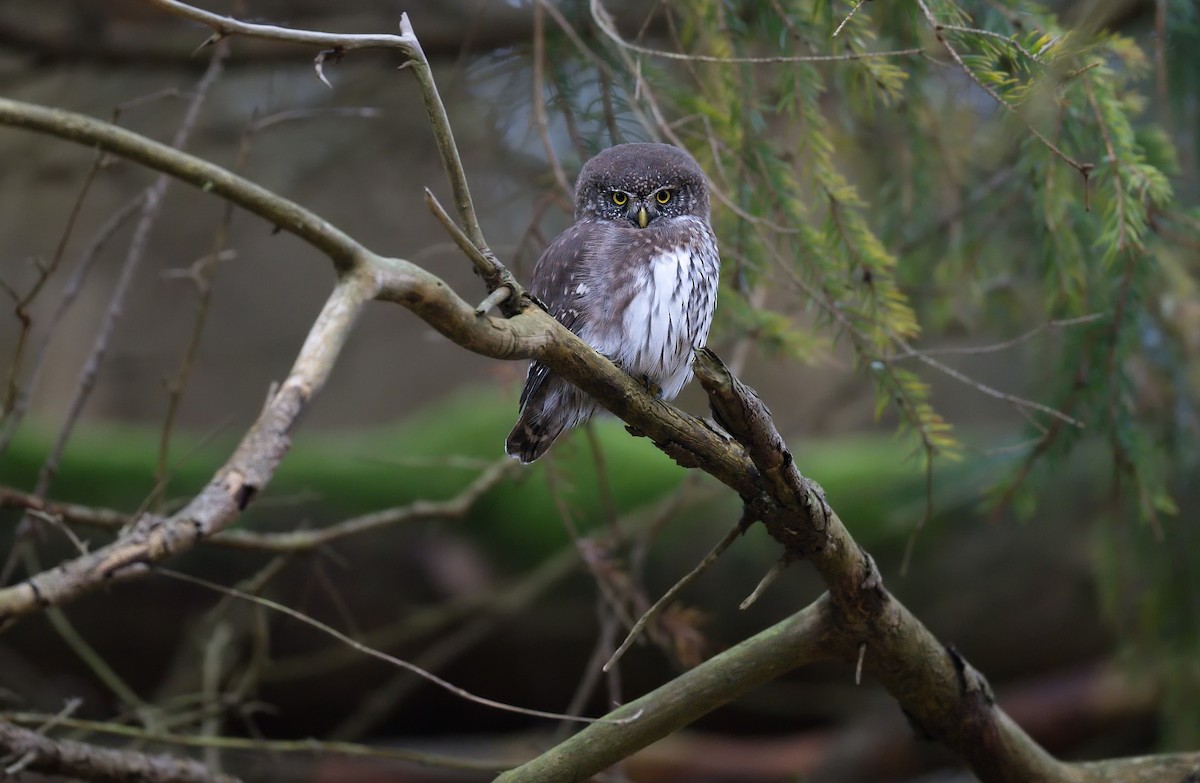 Eurasian Pygmy-Owl - ML626171206