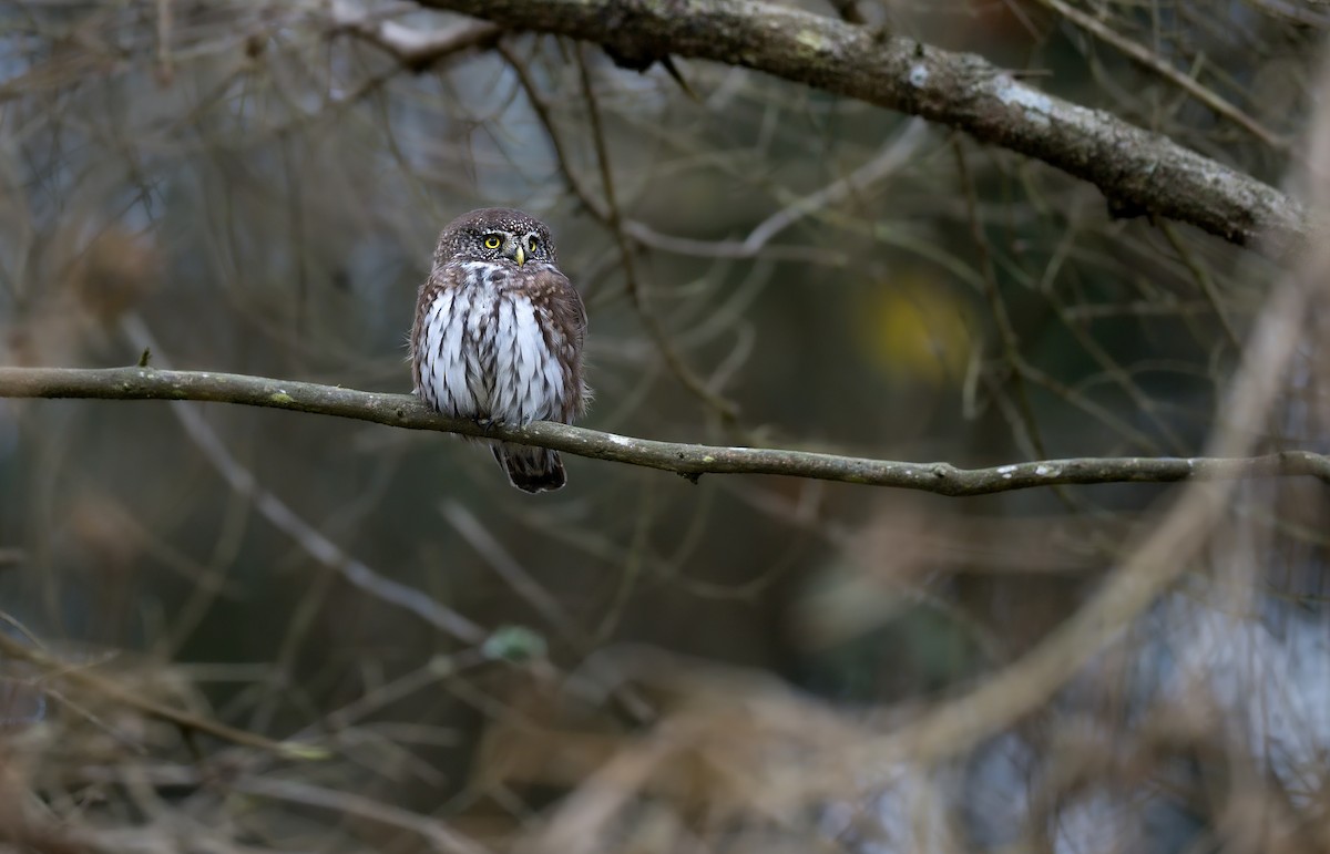 Eurasian Pygmy-Owl - ML626171210