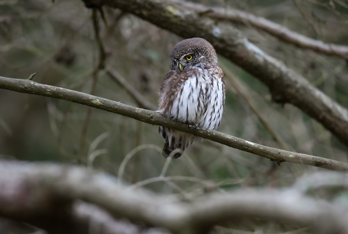 Eurasian Pygmy-Owl - ML626171212