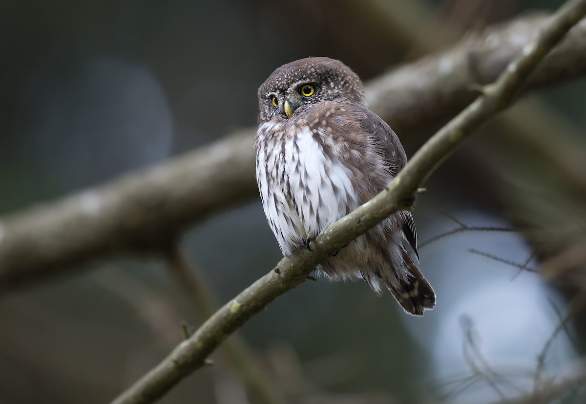 Eurasian Pygmy-Owl - ML626171217
