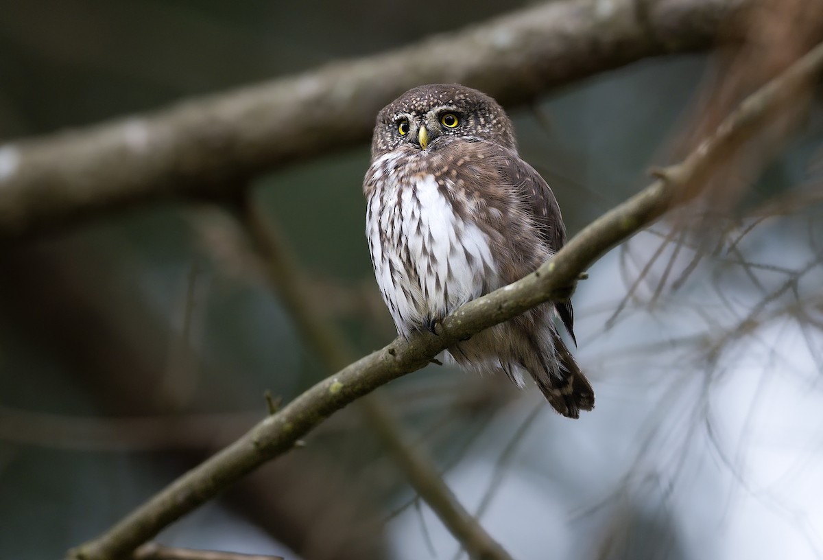 Eurasian Pygmy-Owl - ML626171218