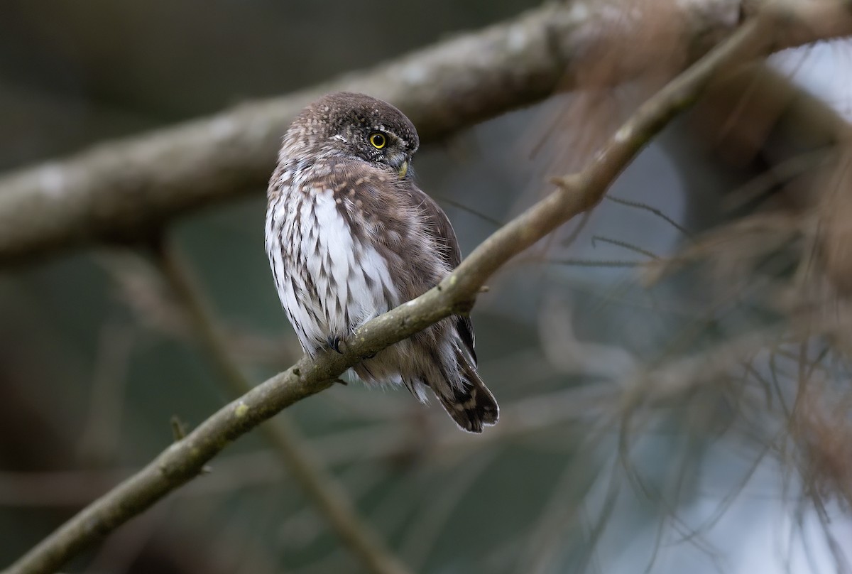 Eurasian Pygmy-Owl - ML626171219
