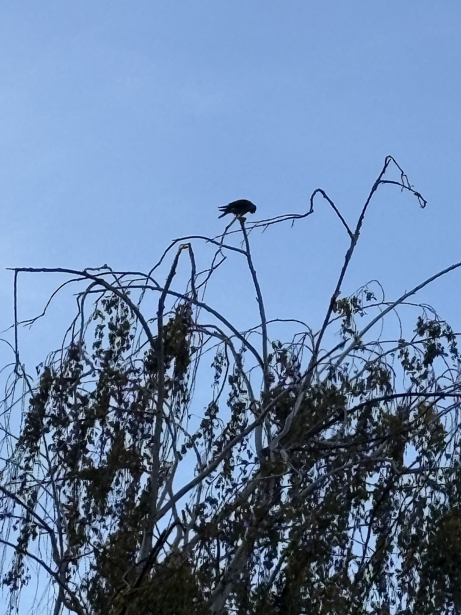 Cooper's Hawk - ML626171220