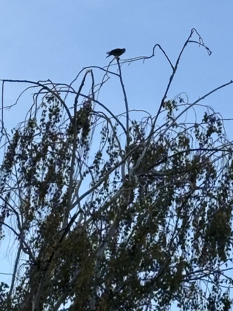 Cooper's Hawk - ML626171221