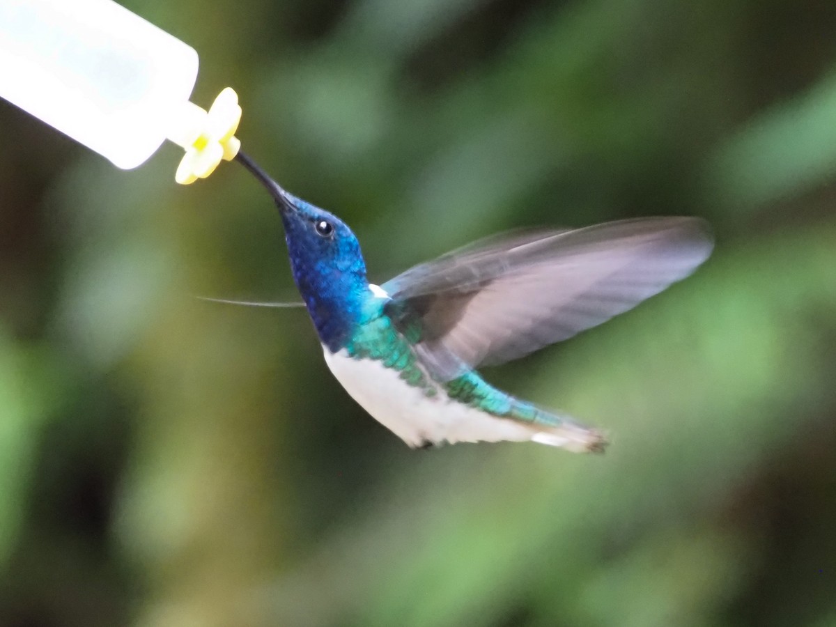 White-necked Jacobin - ML626171289